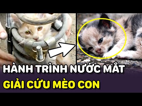 🐶 GIẢI CỨU các bé MÈO CON trở về từ CÕI CHẾT nhưng cho tới khi bé CUỐI CÙNG thì 😔 | PETS