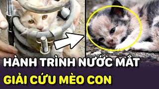 🐶 GIẢI CỨU các bé MÈO CON trở về từ CÕI CHẾT nhưng cho tới khi bé CUỐI CÙNG thì 😔 | PETS