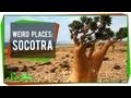 Socotra: The Most Alien Place on Earth