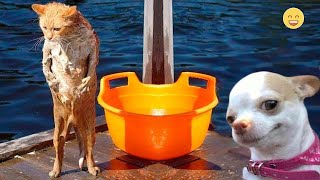 Funny Dogs And Cats Videos 2024 😅 - Best Funniest Animal Videos Of The week #25