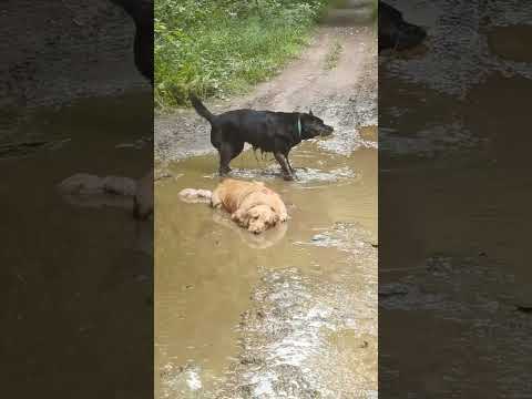 The dog is obsessed with mud😂🐶#dog #funny #for #foryou #fyp #funnyvideo #animal #cat #usa #pets