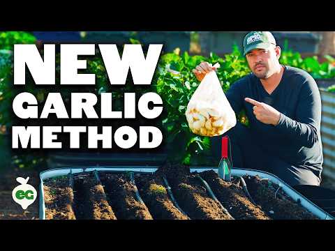 My NEW Favorite Way To Plant Garlic 🧄