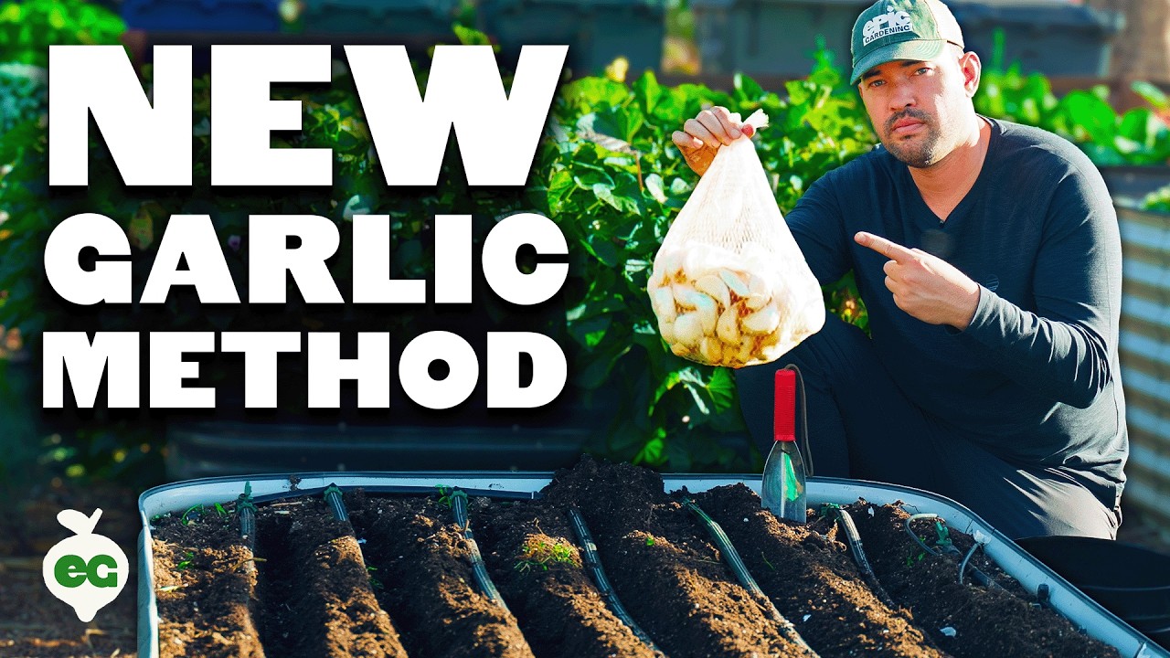 My NEW Favorite Way To Plant Garlic
