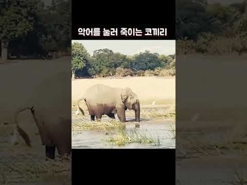 악어를 눌러 죽이는 코끼리