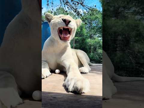 Lion STINKY FACE