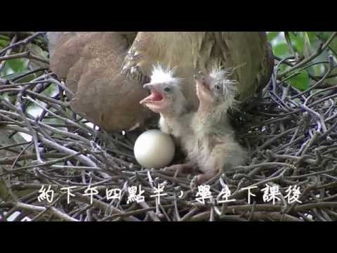 2013 06 06黑冠麻鷺育雛記錄-白沙國小 - YouTube(3分27秒)