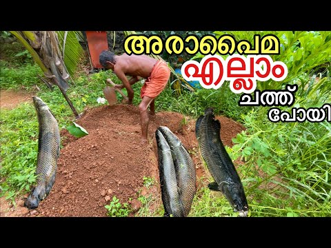 കള്ളൻ കയറി..അരാപൈമ എല്ലാം ചത്ത് പോയി..ചാനൽ നിത്തിയോ..😢Kilikood Update..WHAT HAPPENED!!