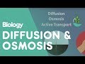 Plant and Animal Cell Transport
