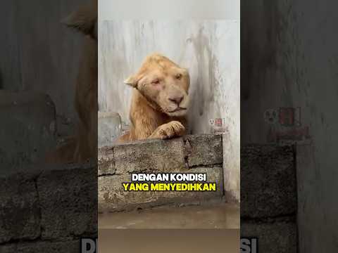 Singa gagah bernama Leo ini memiliki kehidupan yang tak biasa😭❤️