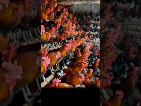 روش خاص چین برای پرورش مرغ و تولید تخم‌مرغ!