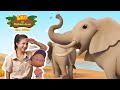 Petualangan Gajah dan Pelatihan Belalai