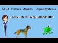 Exploring Levels of Organization in Multicellular Organisms