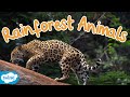 Rainforest and Animal Characteristics