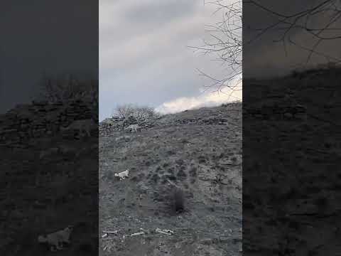 DOG SPEED #kangal #dog #dogs #cat #animals #puppy #alabai #nature #wolf #bear #wildlife #bigdog