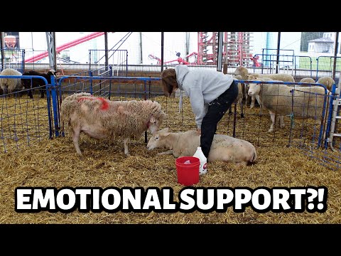 It's nice to have a friend. ~ launch week, ewe down & an emotional support sheep??