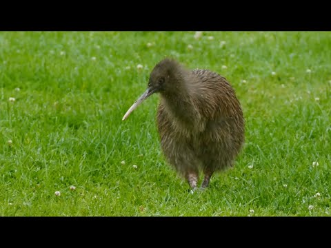 Qué Pasa con los Kiwis l Mini Documental