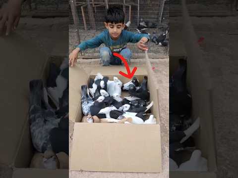 22 Fancy New Kabootar ki video || 22. new Fancy Top Pigeon 127 || #shorts #kabootar #pigeon