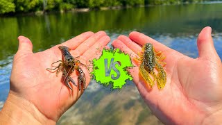 Live Crawfish vs. Artificial Crawfish Fishing Showdown!