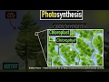 Exploring the Photosynthesis Process