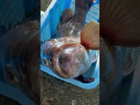 一匹１００万円？？その魚とは・・
