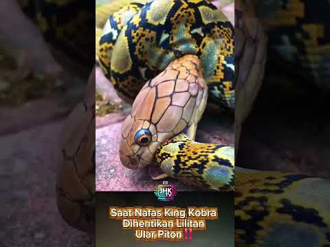 Saat Nafas King Kobra Dihentikan Lilitan Ular Piton‼️ #shorts #viral #viralvideo