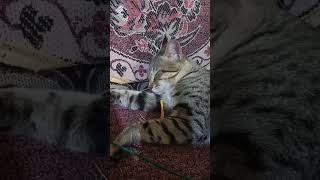 Milo Cat 🖤🖤🖤😻😻😻😻😻😻