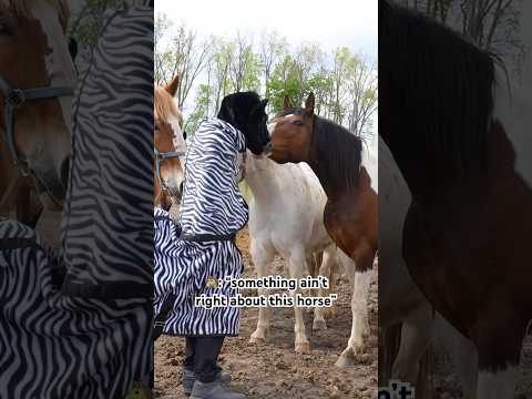 Horses discover an imposter among them