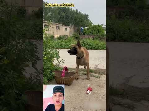 كلب ينقذ صديقته من الحرامي (أذكي كلب مالينوا في العالم) ?#shorts#funny #shorts #dogs #dog#fypシ #fyp