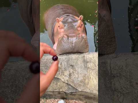Owner Tries To Surprise Hippo with A Tiny Grape 😂♥️ #shorts