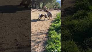 Bullterrier Rowdy and Friends