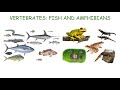 Fish and Amphibian Biology