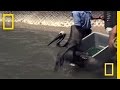 Pelican Rehabilitation and Adaptation