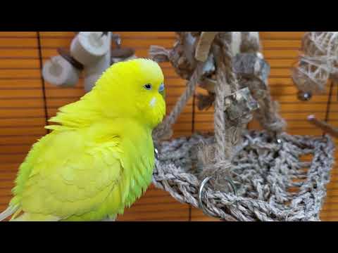 budgie sounds for lonely birds