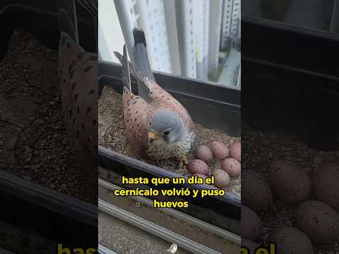 What a wonderful fate #animals #Friendship #Us #kestrel