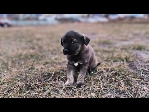 Abandoned Puppy in the Dumpster Undergoes Complete Change After Rescue