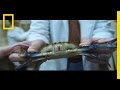 Crab Population and Farming Challenges
