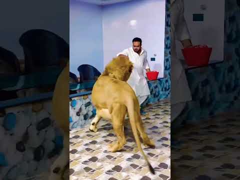 Sher Ha Cat Nhi|Mian Saqib|๐๐๐ฑ๐ฑ๐ฏ๐ฏ#ytshorts#animals#petlover#lion#funnyclips#miyanbhai#trendingshorts