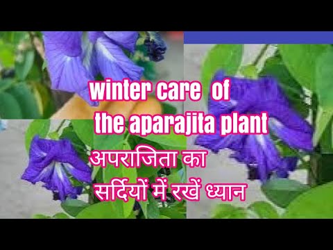 winter care of the aparajita plant