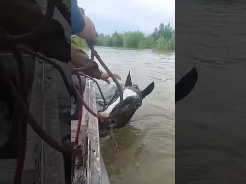#help #спасение #movie #лошадь #horse #конноеранчо #life #animals #моялошадь