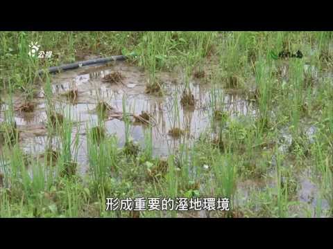 我們的島 第780集 蜻蜓不見了 (2014-10-27) - YouTube(22分18秒)