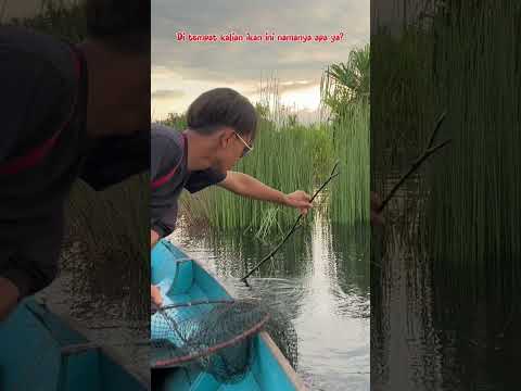 LANJUT ANGKAT 17 PANCING DI RAWA AIR HITAM TERNYATA ADA IKAN BABONNYA😅 #263 #bocahpecicilan