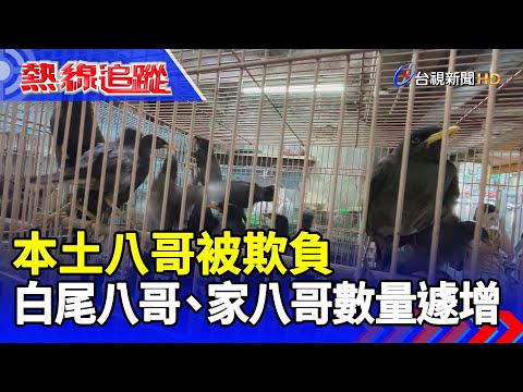 本土八哥被欺負 白尾八哥、家八哥數量遽增【熱線追蹤】 - YouTube(7分03秒)