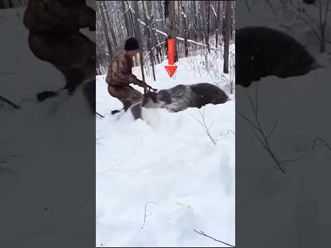 Bear Attacks My Dog in the Snow!#hunting #bearhunt #BearAttack#DogVsBear#CloseCall#охота