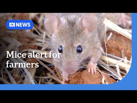 YouTube video thumbnail: Mouse Numbers on the Rise, Farmers Told to Be on Alert