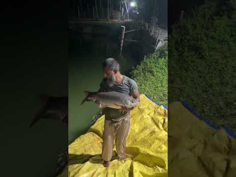 Catching Fish in Flooded Village River #Shorts