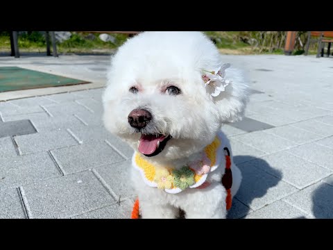 보리랑 벚꽃 보러 갔개🌸