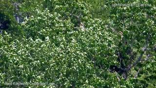 *** Bald Eagles of Centerport Live Stream  2026***