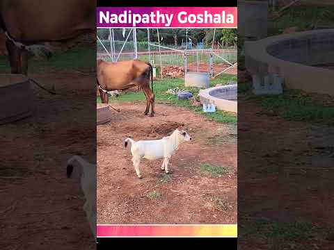 Micro Miniature Cow #srikrishncow # Miniature punganuru cow #nadipathygoshala #shorts