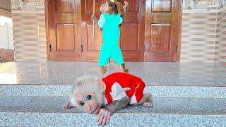 Baby Monkey Starts War with CUTIS – Horrifying Drama😰