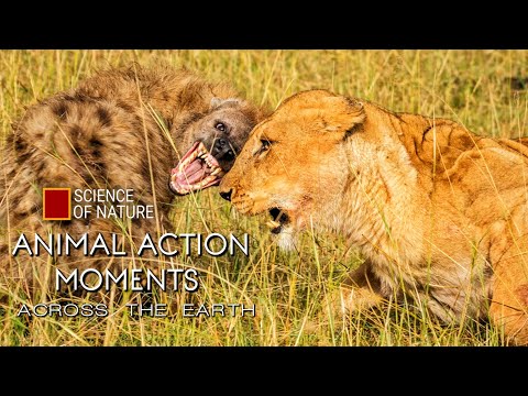 Six Minutes of Animal Action Moments Across the Earth